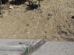 Allium sphaerocephalon