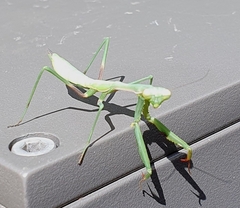 Pseudomantis