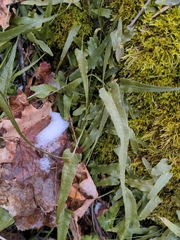 Asplenium rhizophyllum