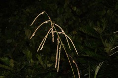 Paspalum paniculatum