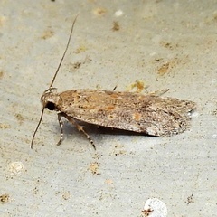 Filatima