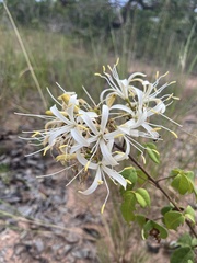 Spiranthera odoratissima