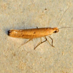 Ypsolopha ochrella