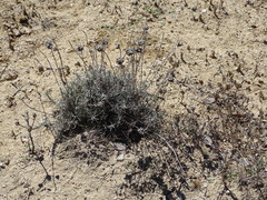 Helichrysum stoechas