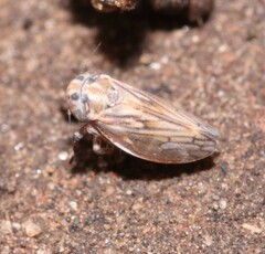 Anaceratagallia