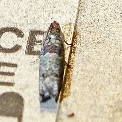 Pseudexentera knudsoni