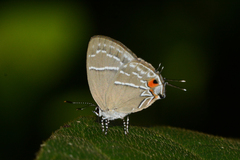 Thestius epopea