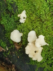 Favolaschia pustulosa