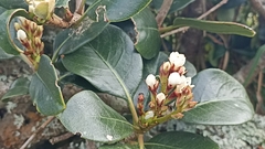 Rhaphiolepis umbellata