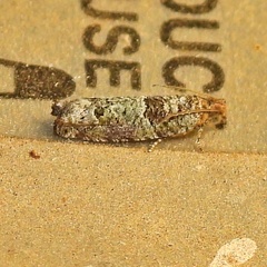 Pseudexentera knudsoni