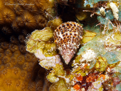 Cerithium litteratum