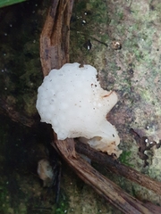 Favolaschia pustulosa
