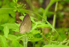 Taydebis peculiaris