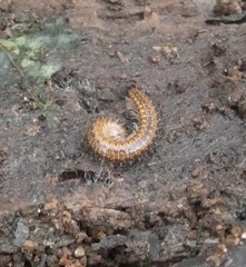 Cleidogona