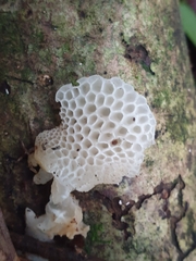 Favolaschia pustulosa
