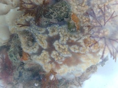 Aplidium