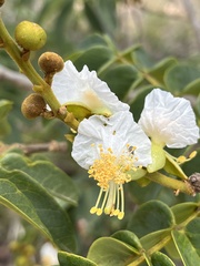 Swartzia macrostachya