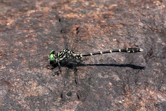Stylogomphus albistylus