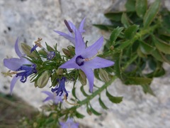 Campanula versicolor tenorei