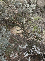 Acacia salicina