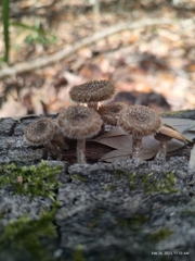 Lentinus berteroi