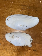 Megangulus bodegensis