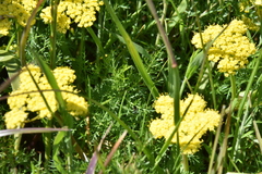 Lomatium utriculatum