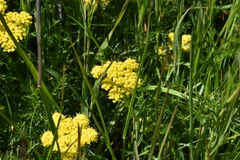 Lomatium utriculatum