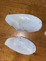 Megangulus bodegensis