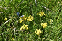 Lomatium utriculatum