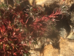 Lastarriaea coriacea