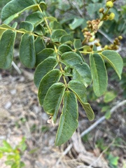 Swartzia macrostachya