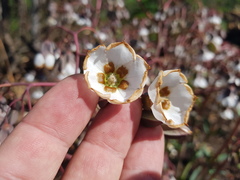 Trichodesma physaloides