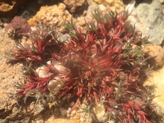 Lastarriaea coriacea