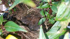 Thryothorus ludovicianus