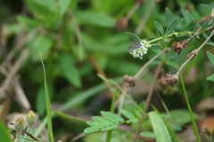 Hemiargus hanno