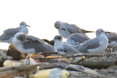 Leucophaeus pipixcan