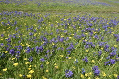 Camassia quamash