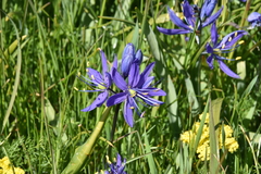 Camassia quamash