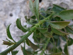 Campanula versicolor tenorei