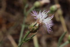 Centaurea paniculata