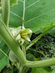 Solanum sessiliflorum