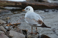 Chroicocephalus ridibundus