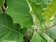 Solanum sessiliflorum