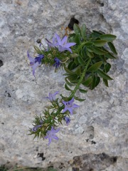 Campanula versicolor tenorei