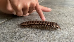 Nyssodesmus python