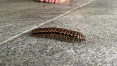 Nyssodesmus python
