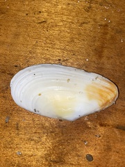 Megangulus bodegensis