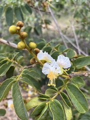 Swartzia macrostachya