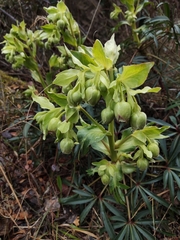 Helleborus foetidus